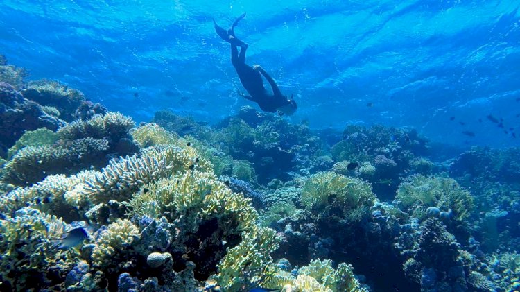 Research: Ocean acidification causing coral 'osteoporosis' on iconic reefs