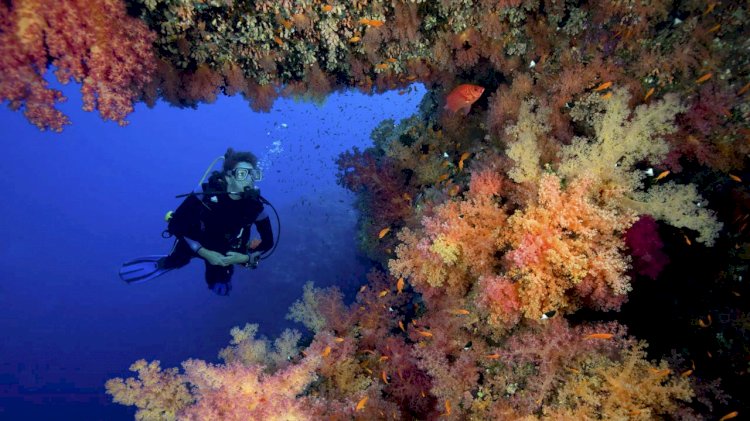 NOAA and partners advance mission to restore Florida Keys coral reefs