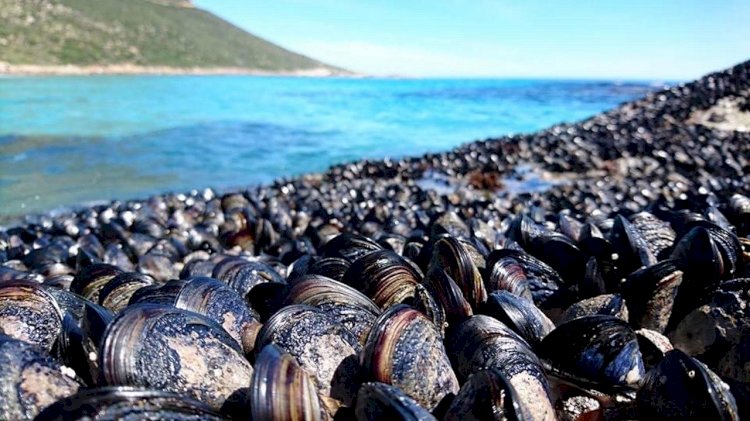 Study: 'Wrong-way' migrations stop shellfish from escaping ocean warming