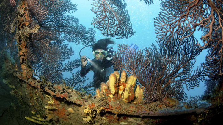 U.S. coral reefs’ health assessed for the first time on a national scale