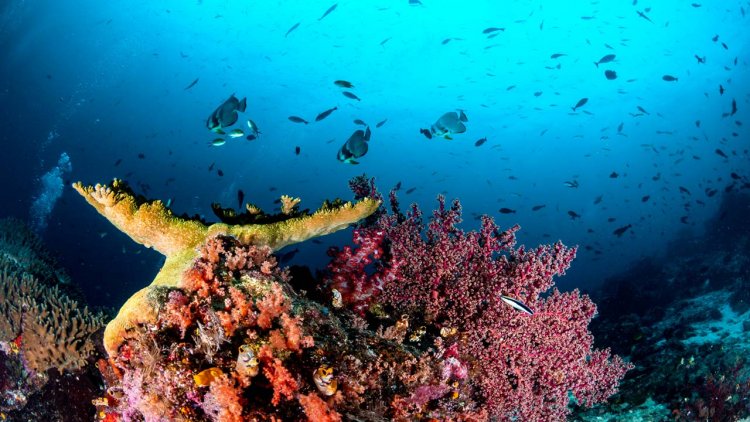 First discovery in 120 years: a new coral reef in Australia's Great Barrier Reef