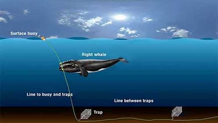 NOAA Enforcement deploys remotely operated vehicles to Patrol the Seas