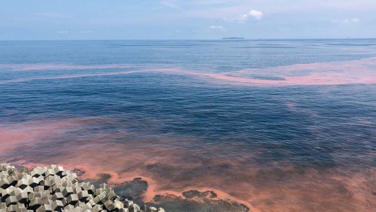 Pollutants rapidly changing the waters near Ieodo Island