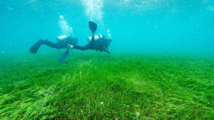 Posidonia marine seagrass can catch and remove plastics from the sea