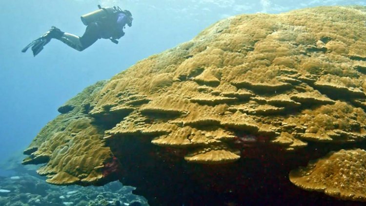 NOAA researchers and partners find new record-sized coral colony in American Samoa