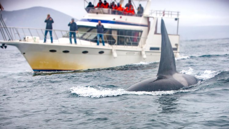 Female resident orcas especially disturbed by vessels, new research shows