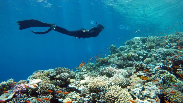 Study: Hidden diversity of coral more important for conservation than previously thought
