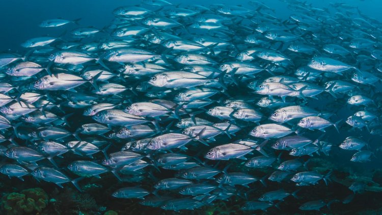 Study of US tuna fisheries explores nexus of climate change, sustainable seafood