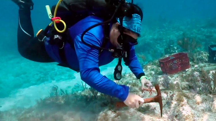 Large-scale coral restoration begins in Florida Keys sanctuary