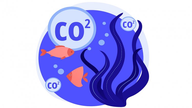 SeaCURE will study a new method of capturing carbon from seawater