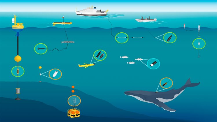 Scientists create new data mapping tool to track whale detections