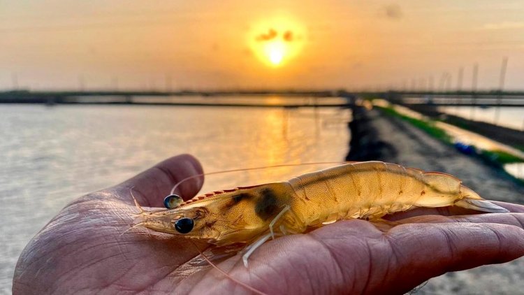 AI shrimp farming technology company raises $20 million in latest funding round