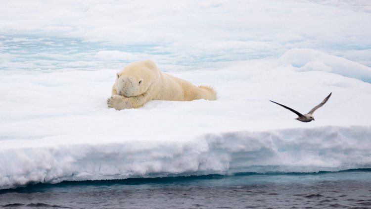 NASA satellites show how clouds respond to Arctic sea ice change