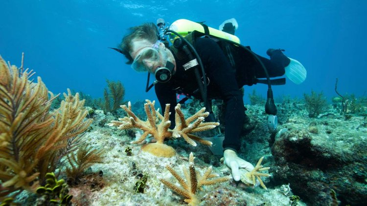 AD Ports Group and NYUAD advance coral relocation research efforts
