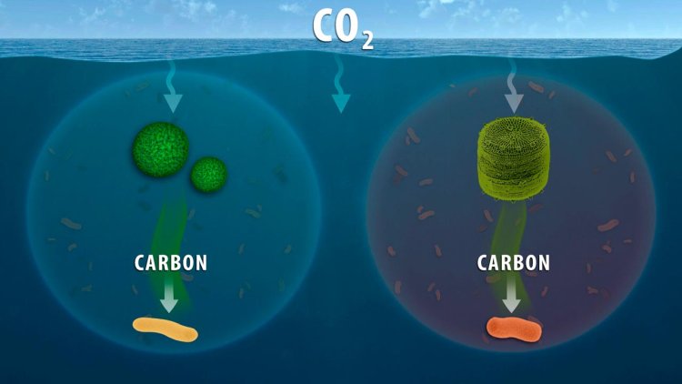 Microbiology researchers further understanding of ocean's role in carbon cycling