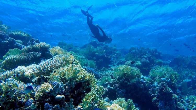 Remote Indian Ocean reefs bounce back quickly after bleaching