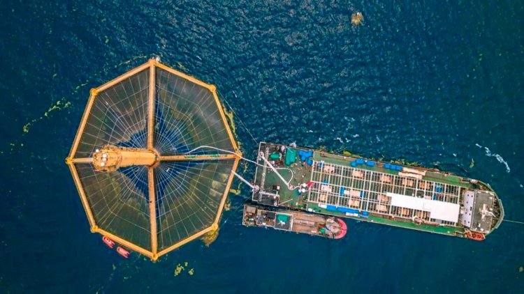 Chinese offshore salmon farm makes first commercial harvest