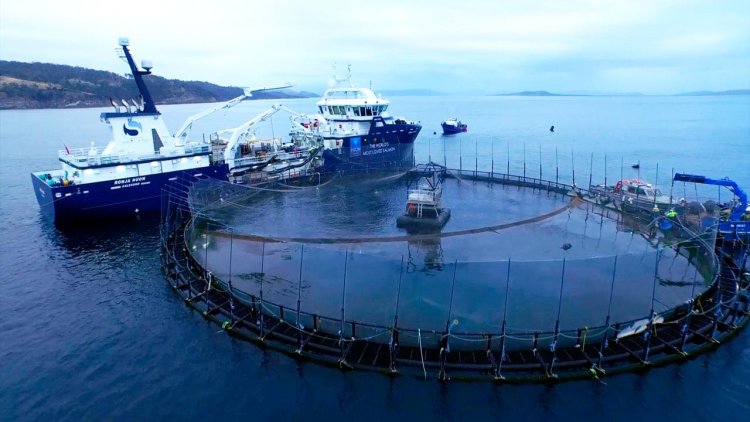 Australia’s super-sized salmon farmer gets a fifth Falcon