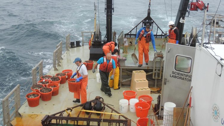 BOEM and NOAA announce joint strategy for fisheries surveys