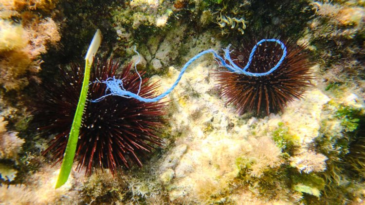 Plastic pollution kills sea urchin larvae