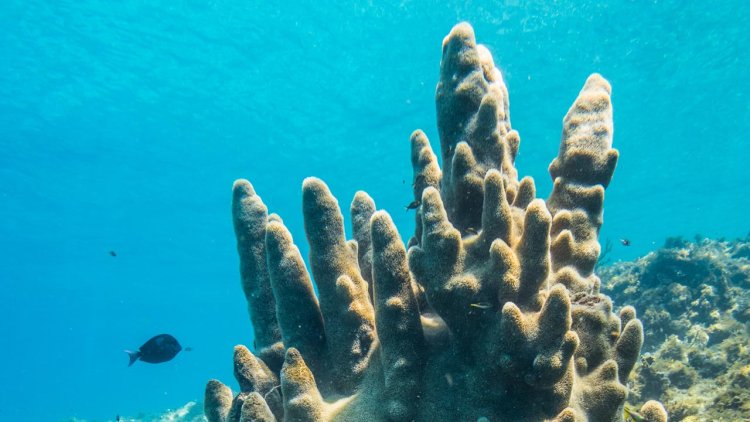 Pillar coral increase its extinction risk to Critically Endangered due to human activity