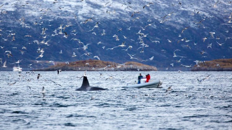 AI Tech is key to protecting whales from deadly collisions with ships