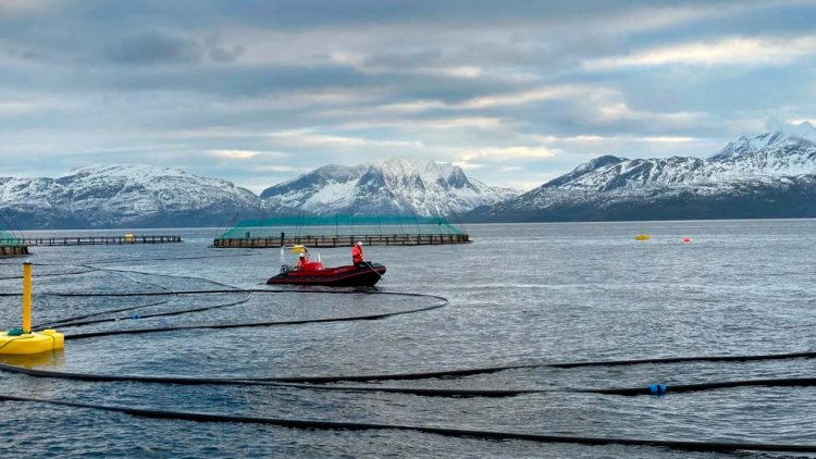 SINTEF, Folla Alger and Cermaq are testing new combined sea site for salmon and kelp