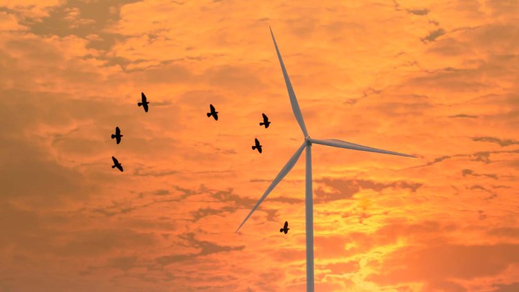 Wind farms drive away certain seabirds: study