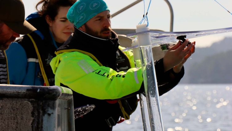 Scientists find Cod larvae attracted to noise from offshore wind turbines