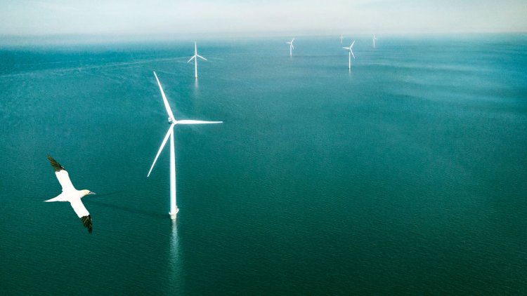 Ecowende joins forces with Van Oord to build most ecological wind farm yet