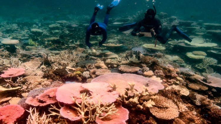 Aerial surveys reveal mass coral bleaching event unfolding on the Great Barrier Reef