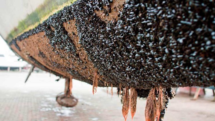Cathelco launches ultrasonic biofouling protection, USP DragGone
