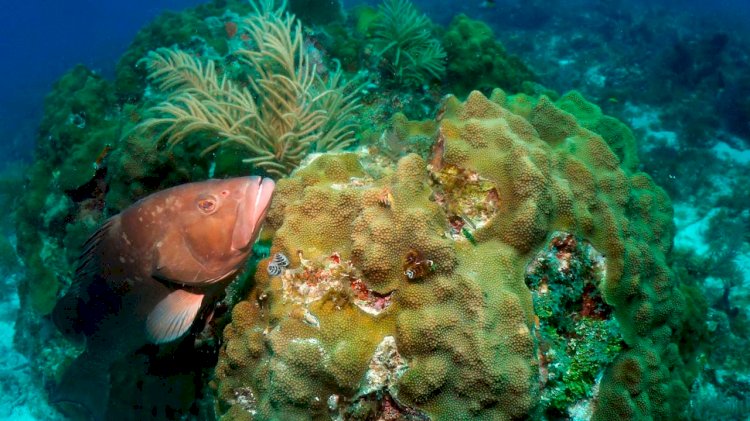 NOAA asked community to comment on proposed changes to National Marine Sanctuary