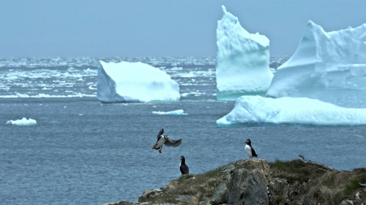 Arctic sea-ice loss has “minimal influence” on winter weather, research shows