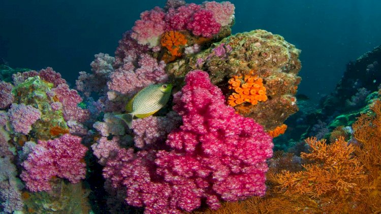 Oil company Saudi Aramco protects and enhances coral reefs