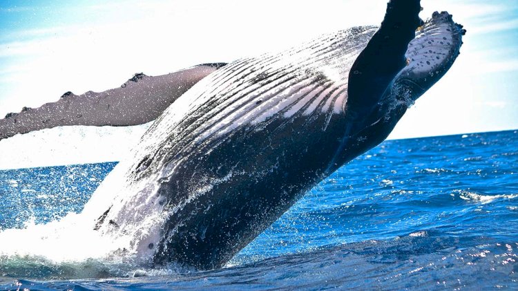 Researchers use the innovative method to weigh whales