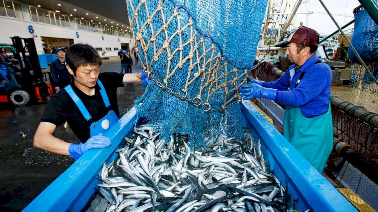 AI/IoT technologies help to develop the fisheries industry in Japan