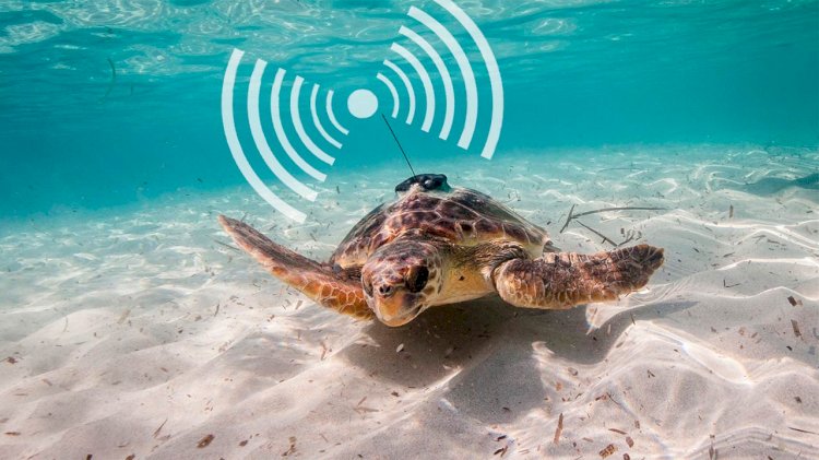 Animals carrying sensors could help humans monitor oceans