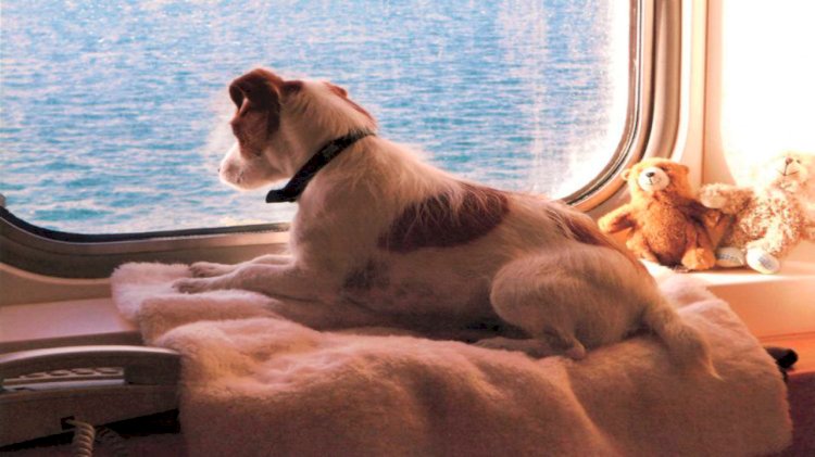 Brittany Ferries pets and their owners can travel in confidence in 2020